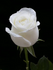 UserInfo-avatar